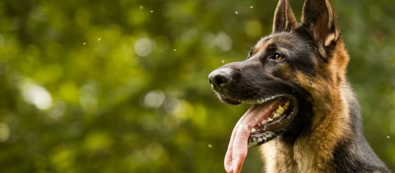 Εκπαιδευμένα σκυλιά θα μπορούν σύντομα να εντοπίσουν ανθρώπους που έχουν μολυνθεί από κορωνοϊό